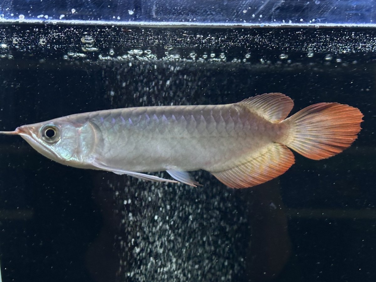 画像3: エキストリームレッド⭐︎⭐︎⭐︎⭐︎ ER603 (3)