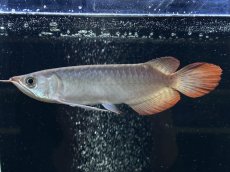 画像3: エキストリームレッド⭐︎⭐︎⭐︎⭐︎ ER603 (3)