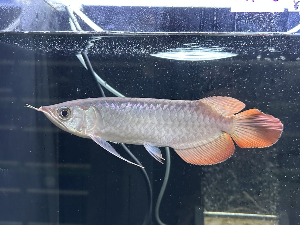 画像1: エキストリームレッド⭐︎⭐︎⭐︎⭐︎ ER605 (1)