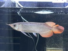 画像1: エキストリームレッド⭐︎⭐︎⭐︎⭐︎ ER605 (1)