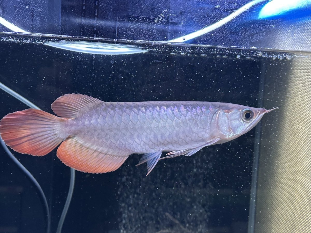 画像4: エキストリームレッド⭐︎⭐︎⭐︎⭐︎ ER605 (4)