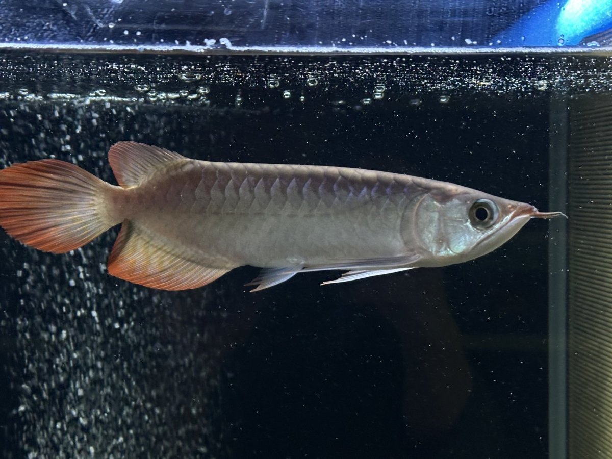 画像4: エキストリームレッド⭐︎⭐︎⭐︎⭐︎ ER603 (4)