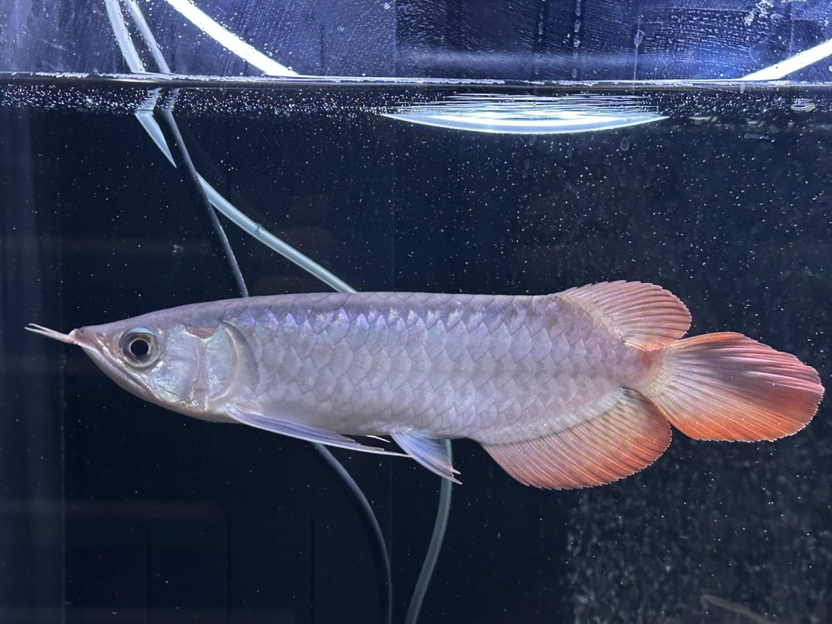 画像5: エキストリームレッド⭐︎⭐︎⭐︎⭐︎ ER605 (5)