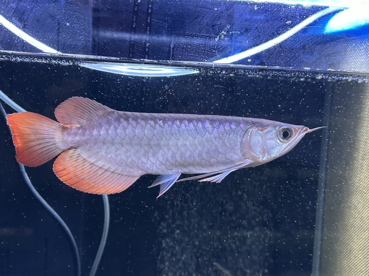 画像2: エキストリームレッド⭐︎⭐︎⭐︎⭐︎ ER605 (2)