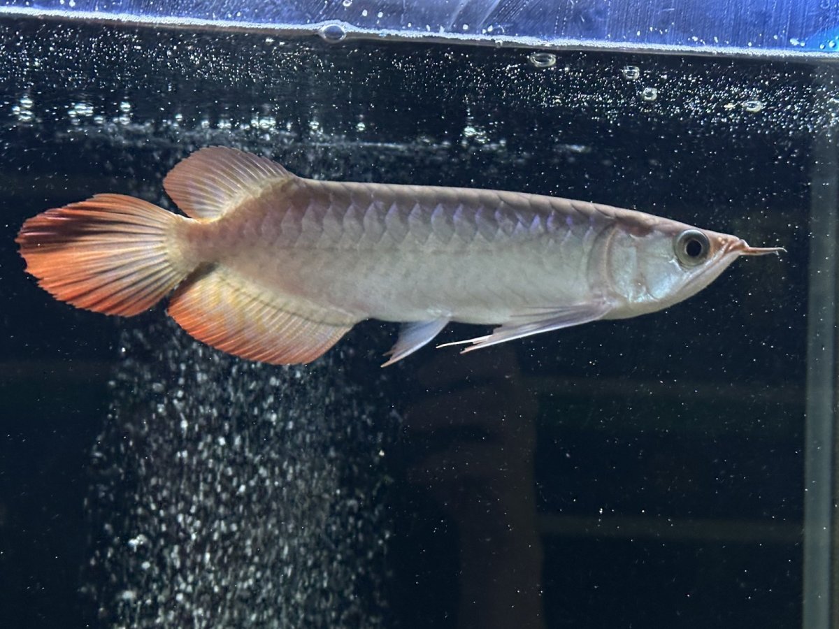 画像2: エキストリームレッド⭐︎⭐︎⭐︎⭐︎ ER603 (2)