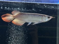 画像2: エキストリームレッド⭐︎⭐︎⭐︎⭐︎ ER603 (2)