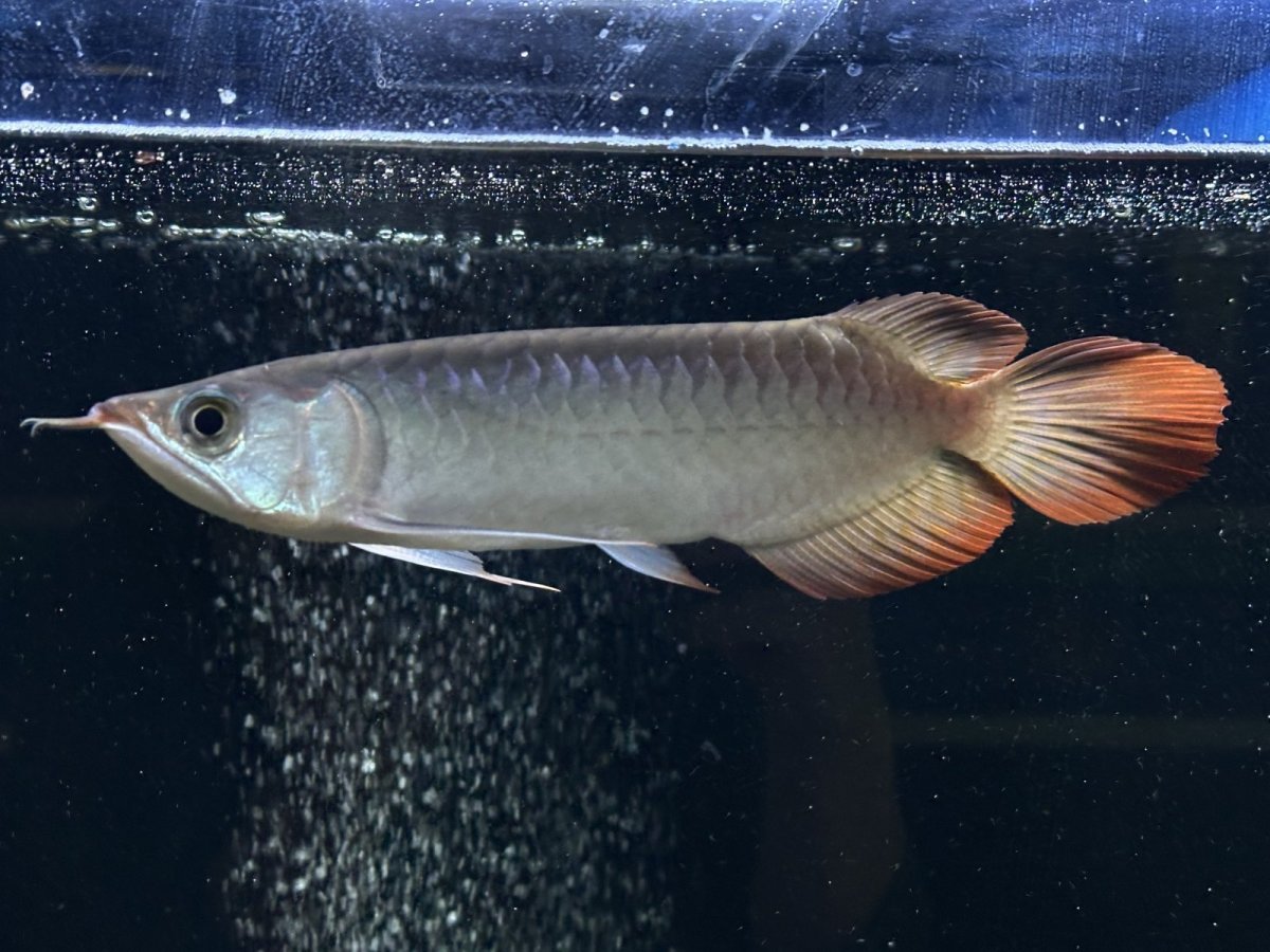 画像1: エキストリームレッド⭐︎⭐︎⭐︎⭐︎ ER603 (1)