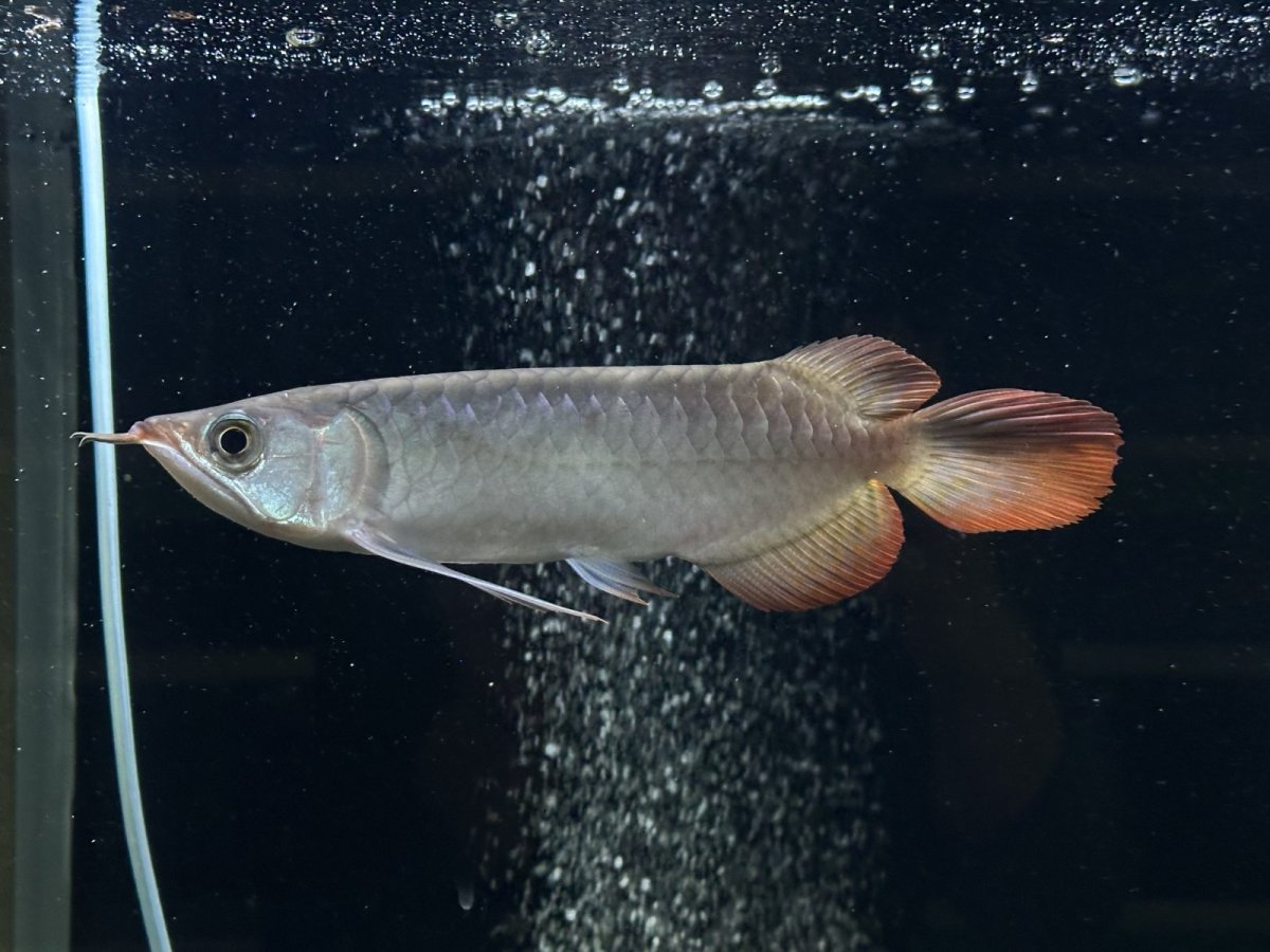 画像6: エキストリームレッド⭐︎⭐︎⭐︎⭐︎ ER603 (6)