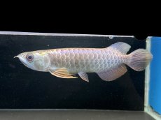 画像5: 過背金龍 CB434 (5)