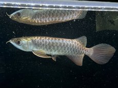 画像1: 過背金龍 CB434 (1)