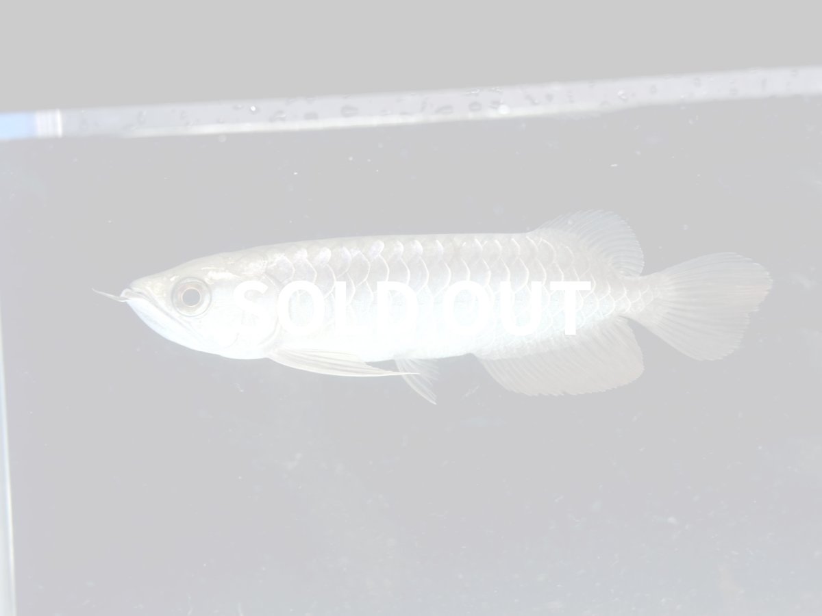 画像1: 過背金龍 CB515 (1)