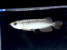 画像1: 過背金龍 CB515 (1)