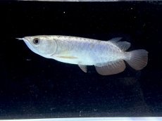 画像5: 過背金龍 CB624 (5)