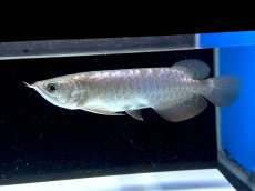 画像1: 過背金龍 CB522 (1)