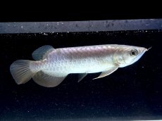 画像2: 過背金龍 CB522 (2)