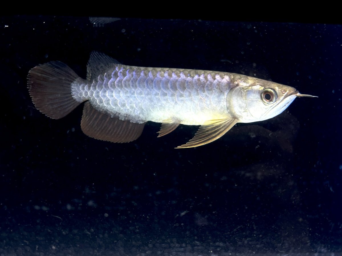 画像4: 高背金龍 HB576 (4)