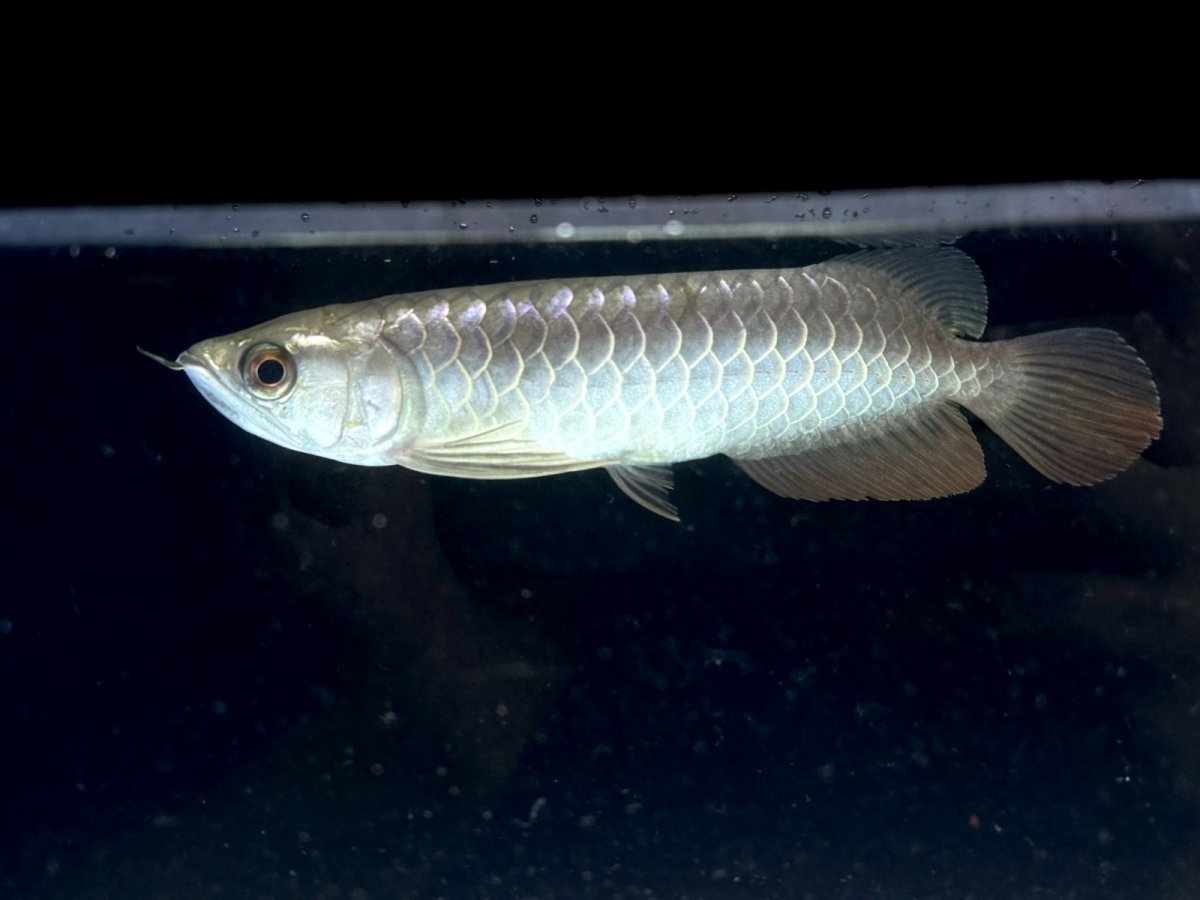 画像3: 過背金龍 CB515 (3)