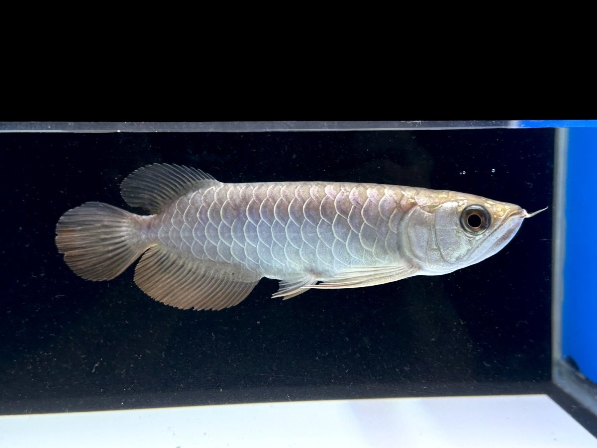 画像4: 過背金龍 CB515 (4)
