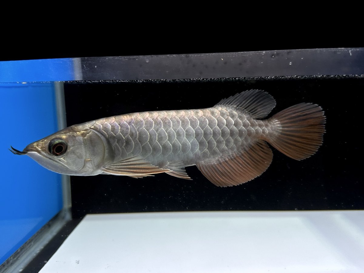 画像1: 過背金龍 CB525 (1)