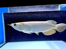 画像1: 過背金龍 CB623 (1)
