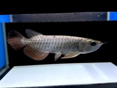 画像4: 過背金龍 CB525 (4)