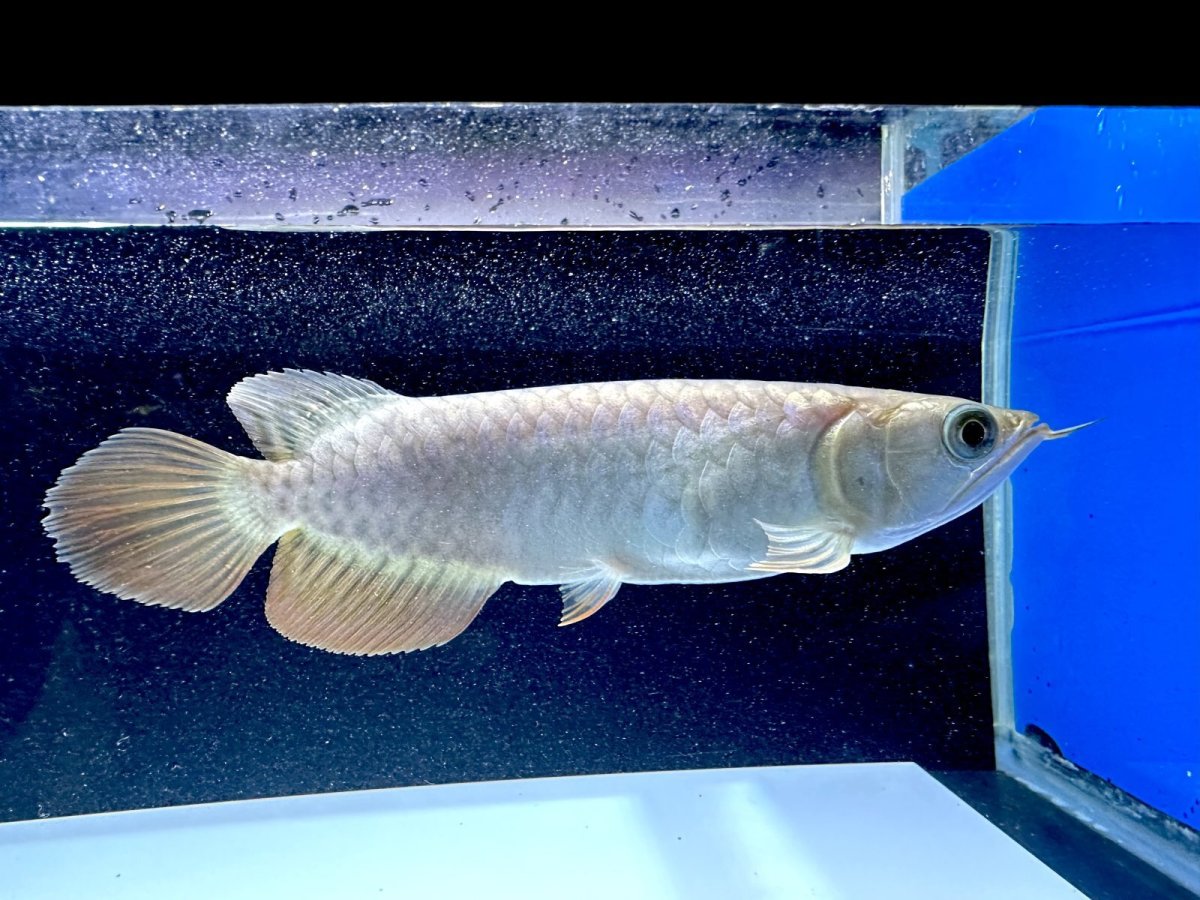 画像2: 過背金龍 CB623 (2)