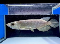 画像1: 過背金龍 CB353 (1)