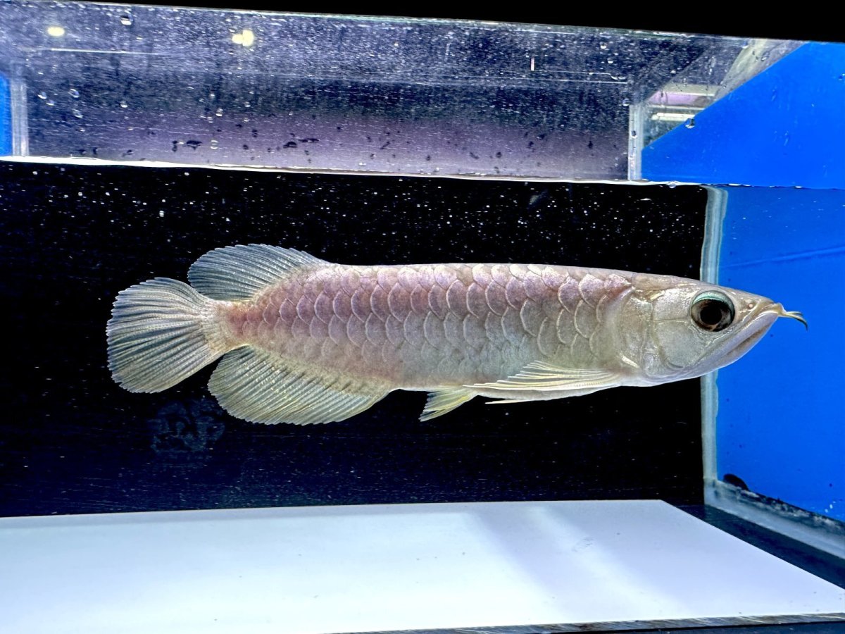 画像4: 過背金龍 CB353 (4)