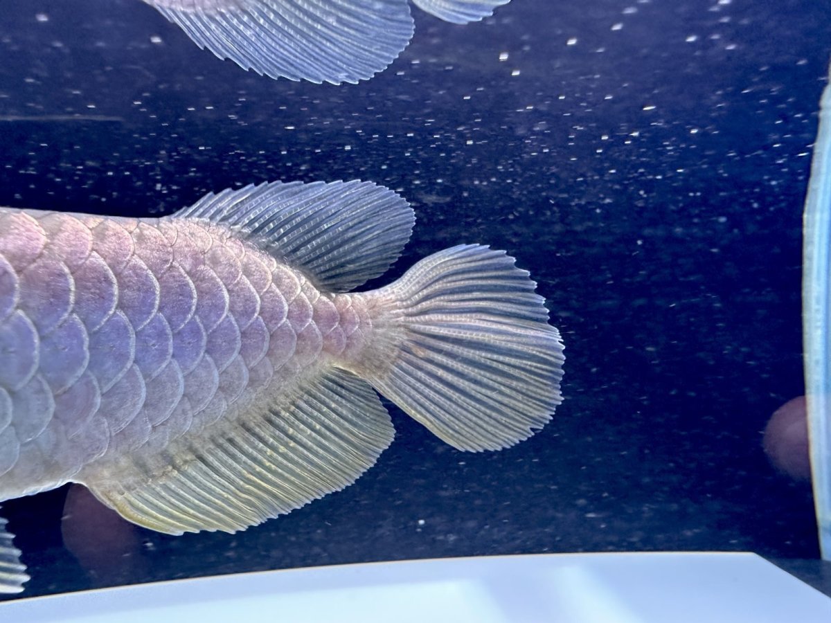 画像5: 過背金龍 CB353 (5)