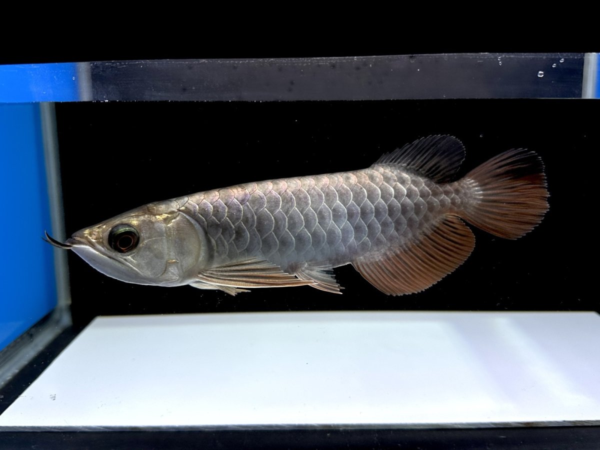 画像5: 過背金龍 CB525 (5)