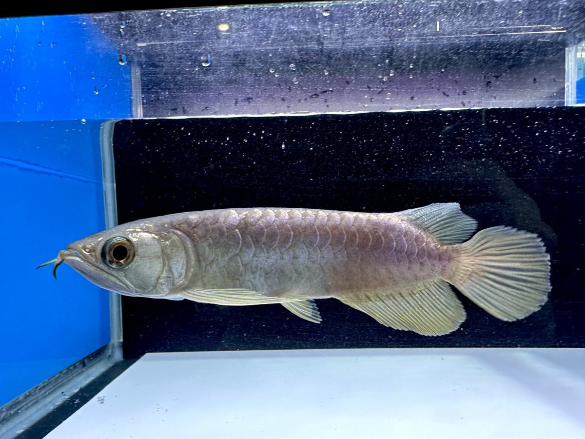 画像3: 過背金龍 CB353 (3)