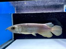 画像3: 過背金龍 CB353 (3)