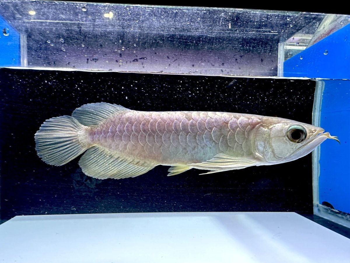 画像2: 過背金龍 CB353 (2)