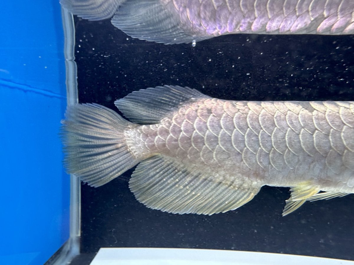 画像6: 過背金龍 CB353 (6)