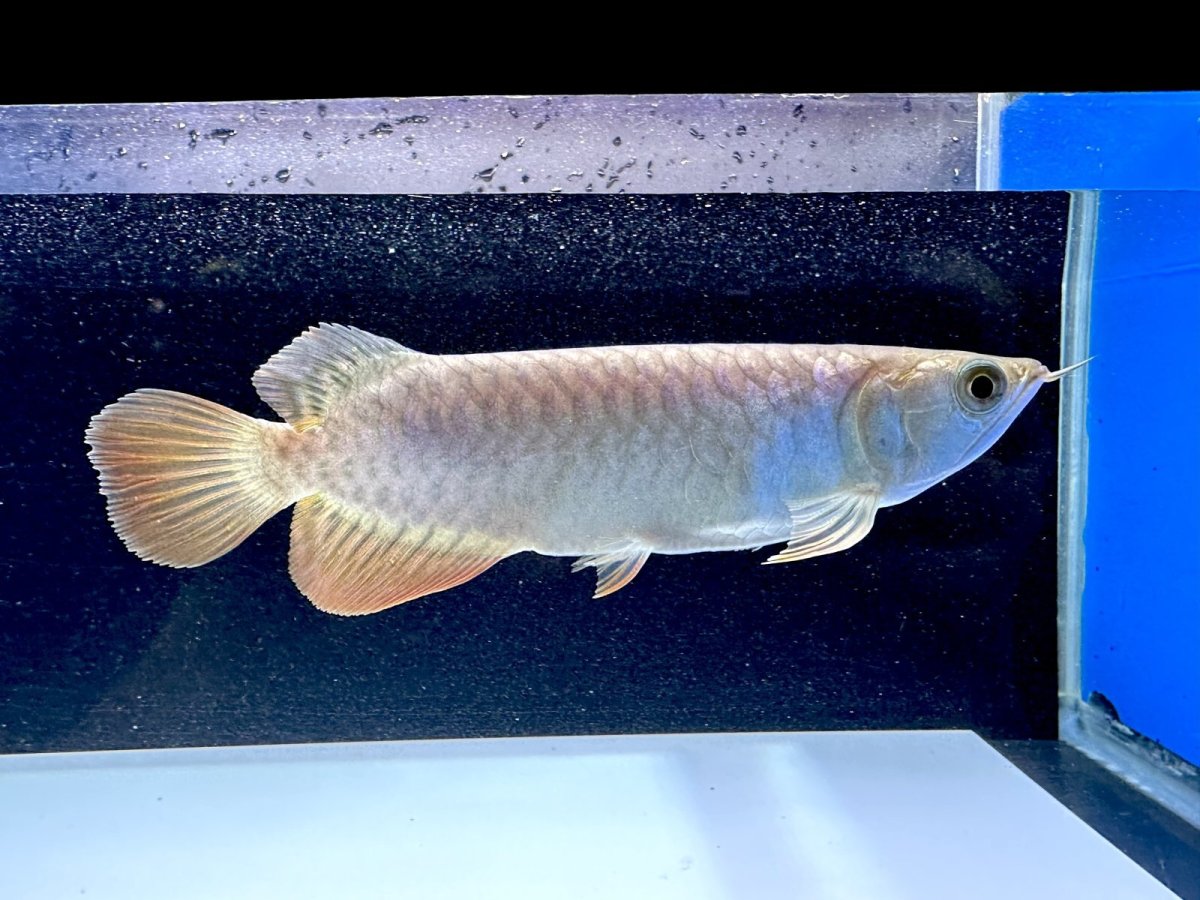 画像4: 過背金龍 CB623 (4)