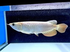 画像3: 過背金龍 CB623 (3)