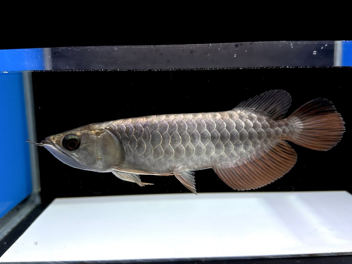 画像3: 過背金龍 CB525 (3)