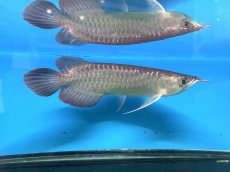 画像2: 【動画有】エキストリームレッド⭐︎⭐︎⭐︎ ER535 (2)
