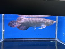画像6: 【動画有】エキストリームレッド⭐︎⭐︎⭐︎ ER538 (6)