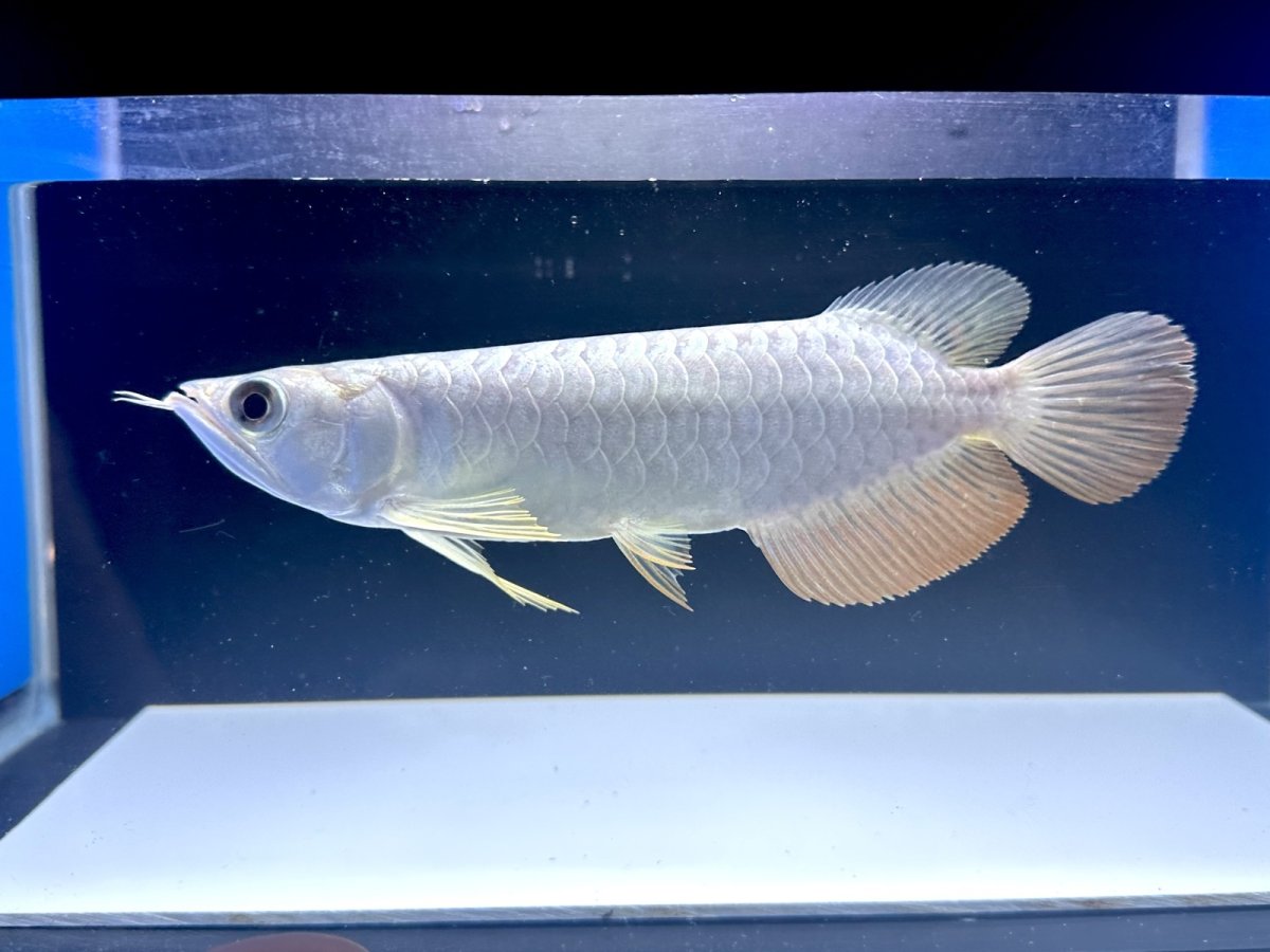 画像3: 【動画有】過背金龍 CB712 (3)