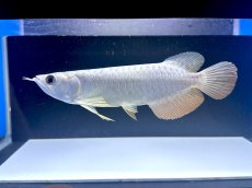 画像3: 【動画有】過背金龍 CB712 (3)
