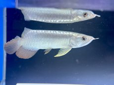 画像2: 【動画有】過背金龍 CB712 (2)