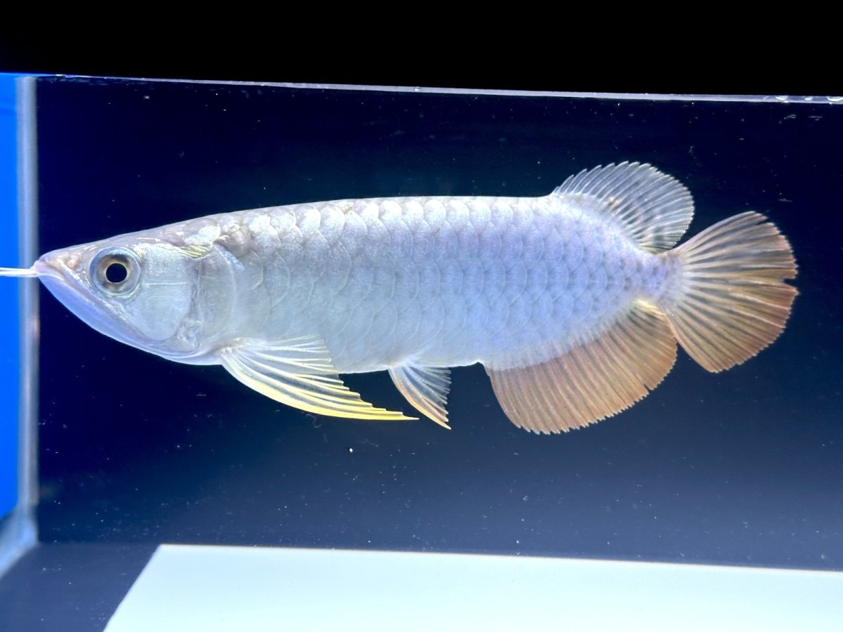 画像1: 【動画有】過背金龍 CB715 (1)