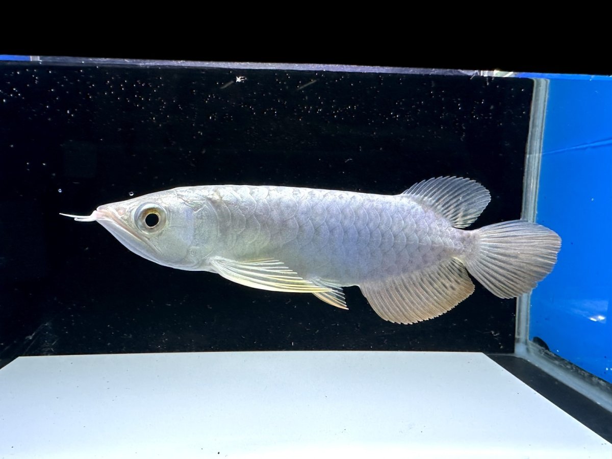 画像1: 【動画有】過背金龍 CB717 (1)
