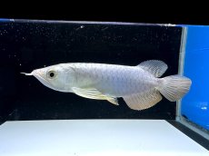 画像1: 【動画有】過背金龍 CB717 (1)