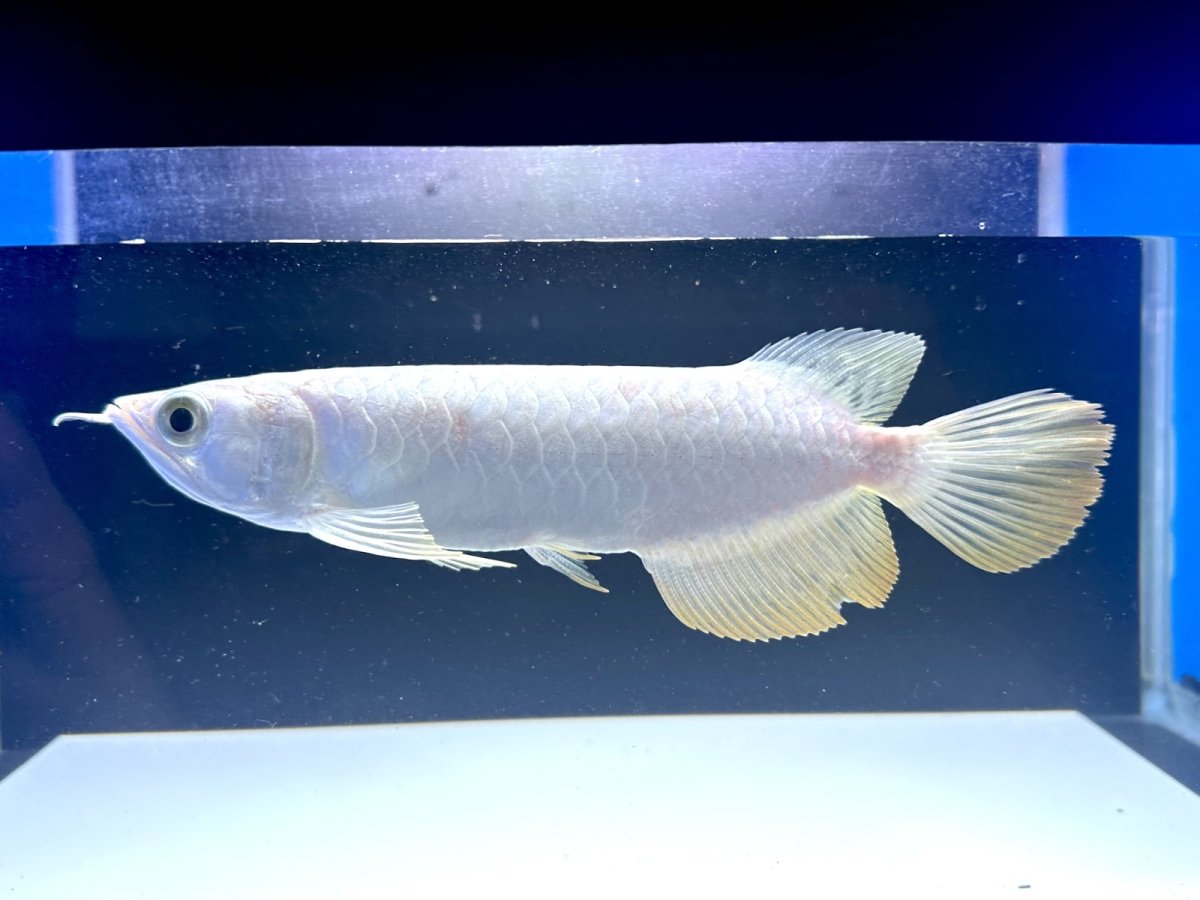 画像5: 【動画有】過背金龍 CB719 (5)