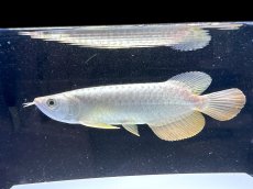 画像3: 【動画有】過背金龍 CB714 シャークマウス (3)