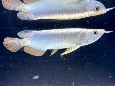 画像6: 【動画有】過背金龍 CB714 シャークマウス (6)