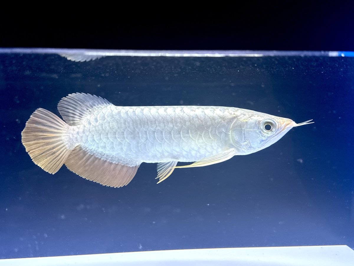 画像4: 【動画有】過背金龍 CB711 (4)