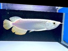 画像2: 【動画有】過背金龍 CB719 (2)